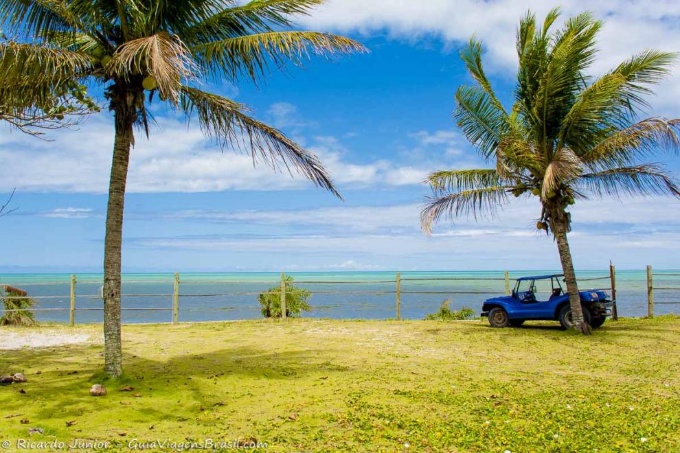 Imagem de charmosos coqueiros na Praia de Caraíva.